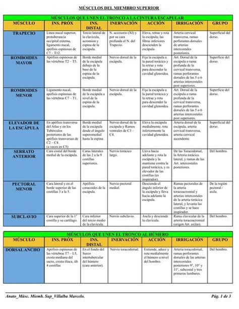 Anatomía Músculos del Miembro Superior Marce Villalba uDocz