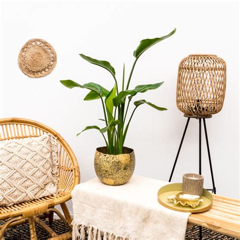 Combi Deal Strelitzia Nicolai Inclusief Ellen Brass Pot Green Bubble