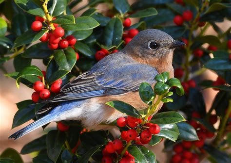 7 Backyard Birds That Eat Berries - Birds and Blooms