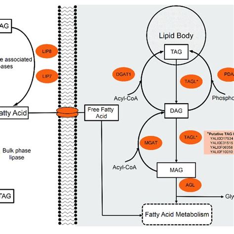 Hexose Metabolism In Yarrowia Lipolytica Hexokinase Hk And