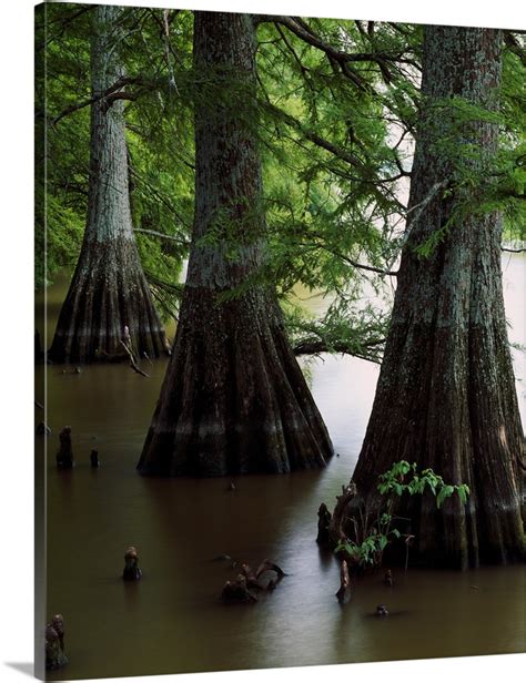 Bald Cypress Trees Taxodium Distichum In Lake Bolivar Close Up