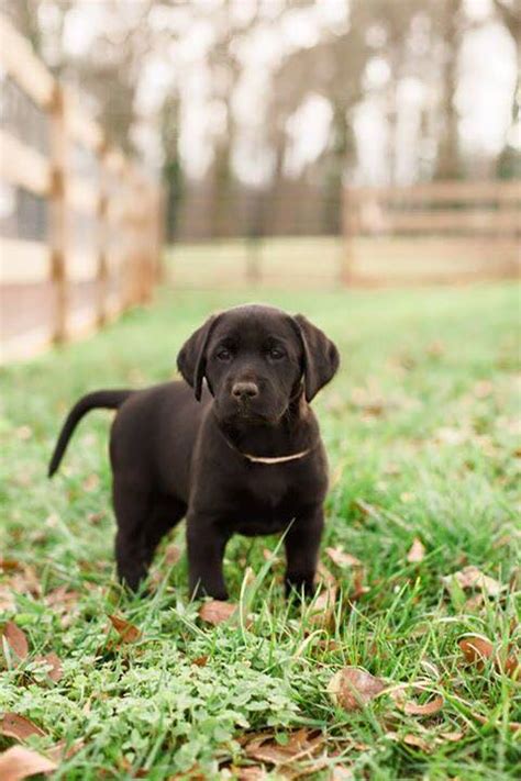 Hunting Labrador Retriever Breeder