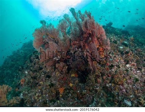 4 Trpical Fish Underwater Images, Stock Photos, 3D objects, & Vectors ...