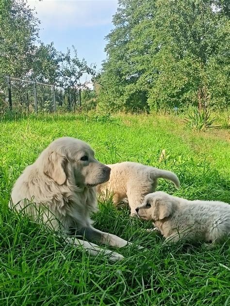 Szczeniaki Owczarka Podhalanskiego Bia A Podlaska Olx Pl