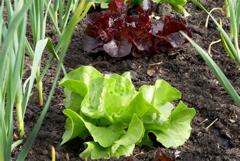 Best Lettuce Companion Plants To Grow Together