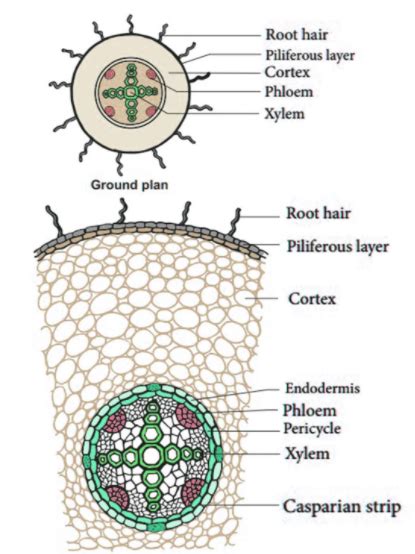 Anatomy of Roots Important Topics, Explanation, Epiblema & Monocot root - Biology - Aakash | AESL