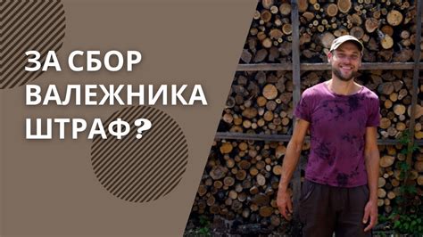 Можно ли собирать валежник в лесу и что за это будет? - YouTube