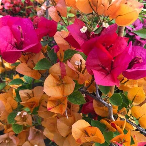 Bougainvillea 'California Gold' - murvafürt | Florapont