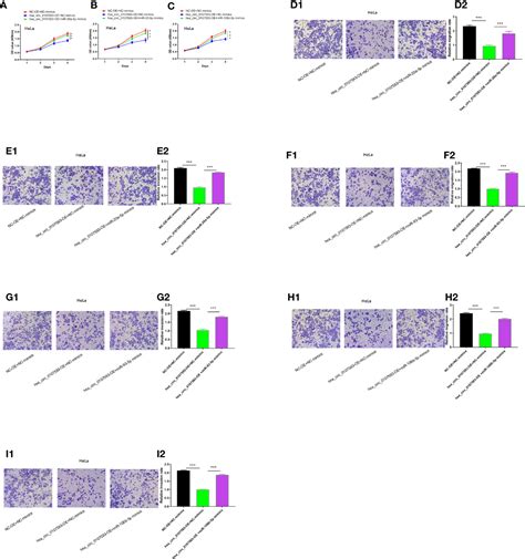 Frontiers Hsa Circ 0107593 Suppresses The Progression Of Cervical