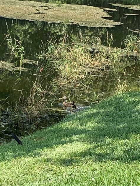 Mallards Pintails And Allies From Village Market Wesley Chapel Fl