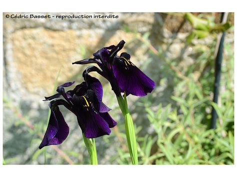 Iris Chrysographes Black Form