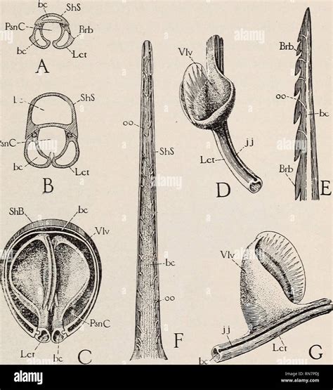 Bee Sting Anatomy