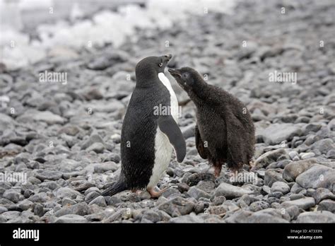 Adelie Penguin in Antarctica Stock Photo - Alamy