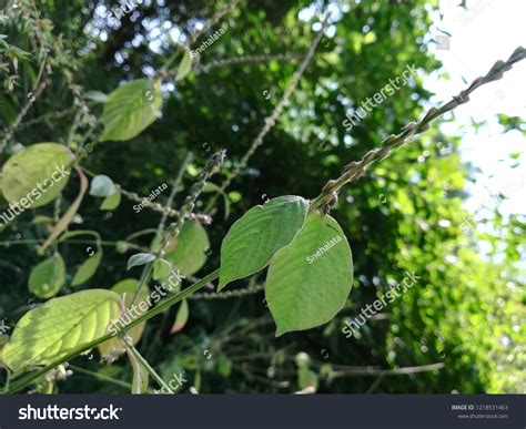 Achyranthes Aspera Chaffflowerprickly Chaff Flowerdevils Horsewhip