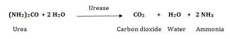 Urease Test Principle Procedure Results And Uses Learn