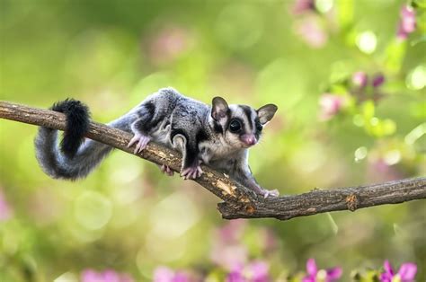 Opossum Facts - Animal Facts Encyclopedia