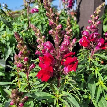 Antirrhinum Majus Snapdragon Garden Center Marketing