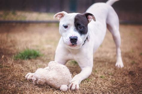 What You MUST Know Before Getting a Pit Bull Terrier Mix as a Pet - DogAppy