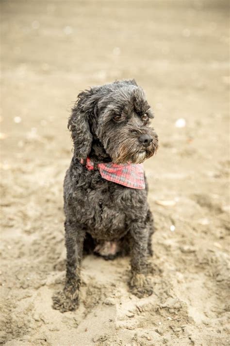 Outdoor Portrait Of Black Dog Spoodle Or Cavoodle Stock Image Image