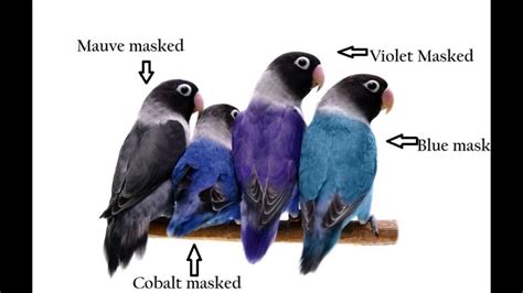 African Lovebirds Classification Youtube