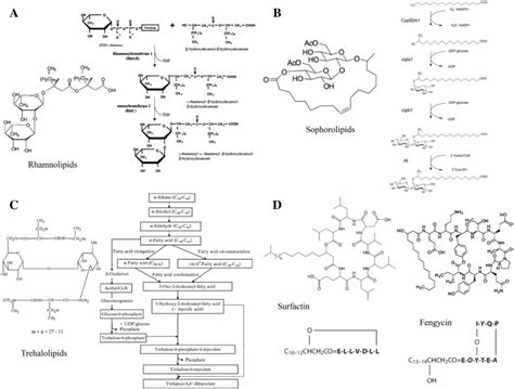 Structural Formulas Of The Main Representatives Of Biosurfactant Types