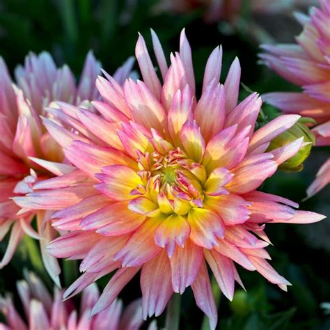 Dahlia Xxl Sunset White Flower Farm