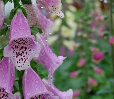 Digitalis Purpurea Foxy Foxglove From Pleasant Run Nursery