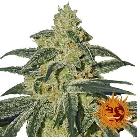 Afghan Hash Plant Regular Cannabis Seeds Barneys Farm