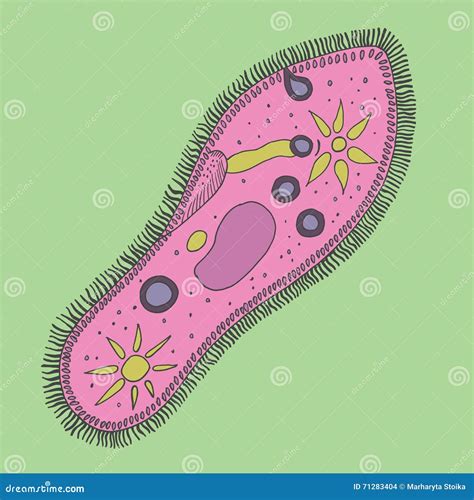 Vector De Ciliates La Bacteria El Microorganismo Microbio Ilustración Del Vector Ilustración