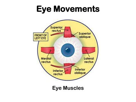 PPT - Eye Movements and Visual Attention PowerPoint Presentation, free download - ID:9332980