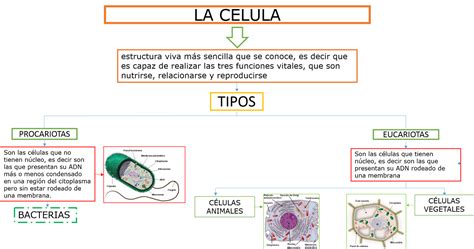 Mapa Conceptual De La Clula Eucariota Y Vegetales