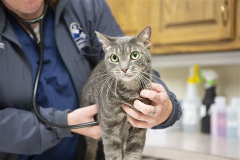 Adult Cat Hawthorne Animal Hospital Ltd