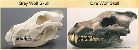 Dire Wolf Skeleton Comparison