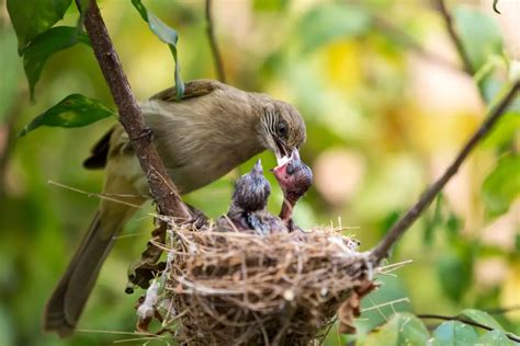 What To Feed Baby Birds | Avianbird