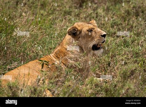 Alert Lioness Panthera Leo Waiting In The Grass Photographed At