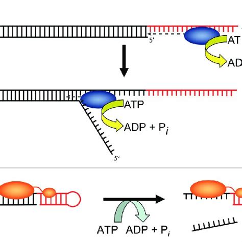 Pdf Roles Of Dead Box Proteins In Rna And Rnp Folding