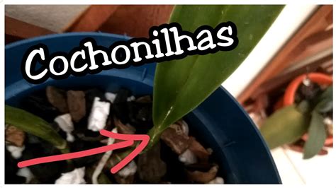 Como controlar cochonilhas nas orquídeas YouTube