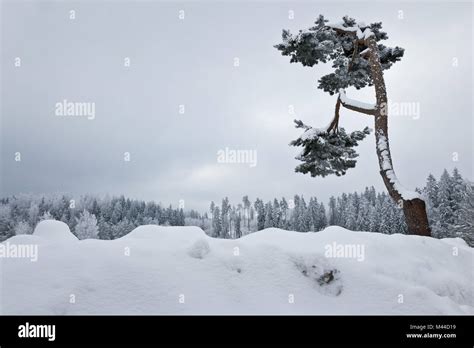 Skiing area in Madona, Latvia Stock Photo - Alamy