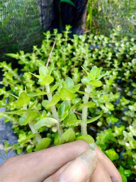 Jual BACOPA CAROLINIANA TANAMAN AQUASCAPE AQUARIUM Shopee Indonesia