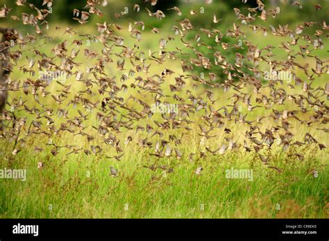 Red Billed Quelea Quelea Quelea Flock Kruger National Park South