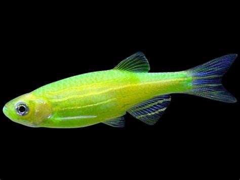 Danio GloFish Vert Électrique Discus Rive Sud Poissons exotiques