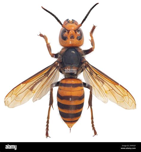 Asian Giant Hornet Japanese Giant Hornet Also Murder Hornet Vespa