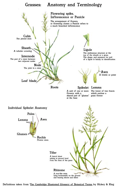 Anatomy Of Grass