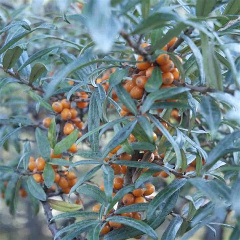 Tindved 'Friesdorfer Orange' - Nygård Hagebruk
