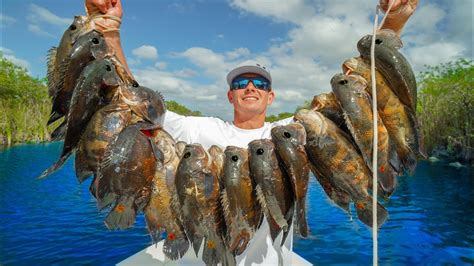 Most Invasive Fish In Florida Catch Clean Cook Tiger Oscar En