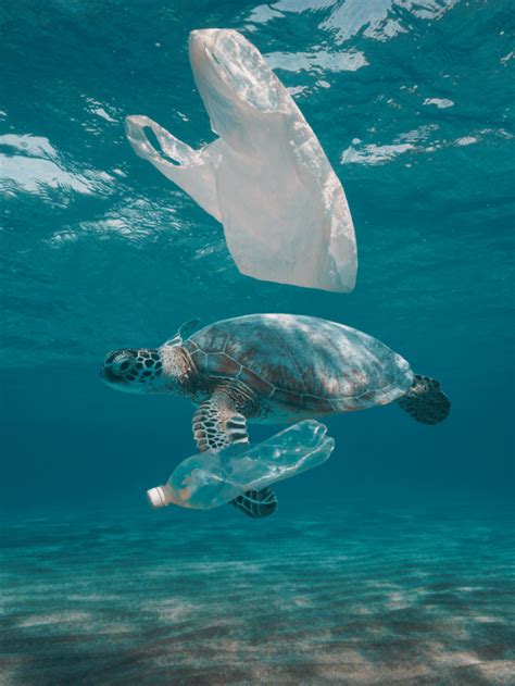 Top Plastic Pollution Solutions - GlobalOwls