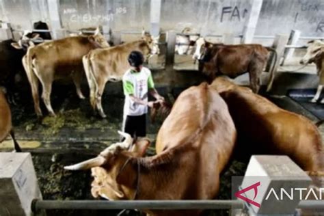 Program Sikomandan Tingkatkan Populasi Sapi Dan Kerbau Di Purwakarta