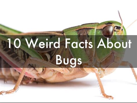 Copia di 10 Weird Facts About Bugs by MATTEO BOSELLI