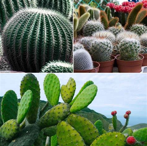 Types Of Cactus Cactus Growing Tips A Full Guide Gardening Tips