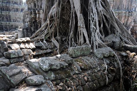 Cambodia Jungle Temples Image Gallery